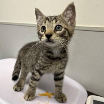Joey -  Domestic Short Hair Cat for Adoption in Tampa, Florida - Joey | PetCurious