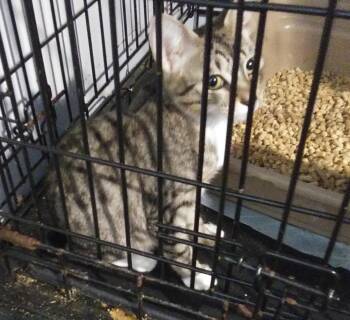 Henrietta -  Domestic Short Hair Cat for Adoption in PORT WENTWRTH, Georgia - Henrietta | PetCurious