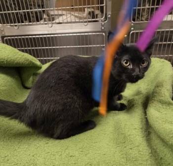 Bishop -  Domestic Short Hair Cat for Adoption in Westland, Michigan - Bishop | PetCurious