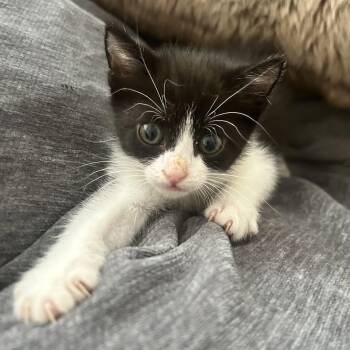 Dolly Parton -  American Shorthair Cat for Adoption in Lilburn, Georgia - Dolly Parton | PetCurious