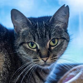 Domestic Short Hair Cats Available for Adoption in Decatur, Georgia - Pawtricia | PetCurious