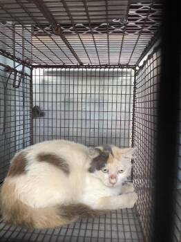 Fuller -  Domestic Short Hair Cat Available for Adoption in New Braunfels, Texas - Fuller | PetCurious