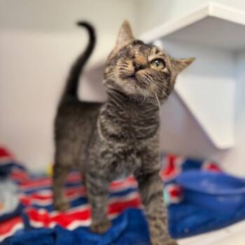 Bernie -  Domestic Short Hair Cat for Adoption in Port Richey, Florida - Bernie | PetCurious