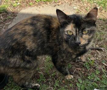 Tortoiseshell Cats Available for Adoption in Andover, Connecticut - Calie | PetCurious