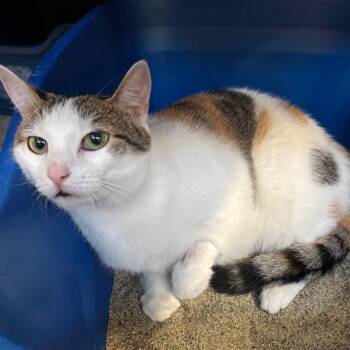 Baby -  Domestic Short Hair Cat for Adoption in Sarasota, Florida - Baby | PetCurious