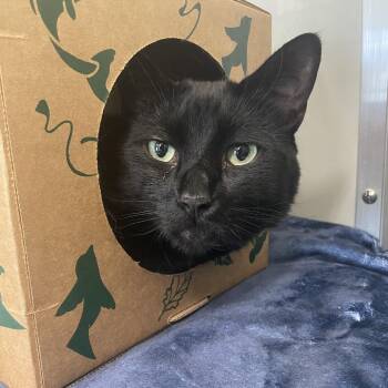 Bishop -  Domestic Short Hair Cat for Adoption in Saint Charles, Missouri - Bishop | PetCurious