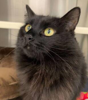 Domestic Long Hair Cats Available for Adoption in Jackson, Michigan - Professor McGonagal  | PetCurious