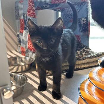 Precious -  Domestic Short Hair Cat for Adoption in Hailey, Idaho - Precious | PetCurious