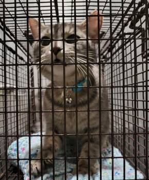 Domestic Short Hair Cats Available for Adoption in San Antonio, Texas - A807775 | PetCurious