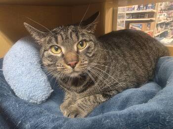 Rescue Tabby Cats for Adoption in North Bergen, New Jersey - Lovely Lyla: Sweet, Calm, And Ready To Meet You @ North Bergen P | PetCurious