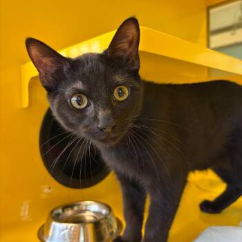 Bingo -  Domestic Short Hair Cat for Adoption in Abilene, Texas - Bingo | PetCurious