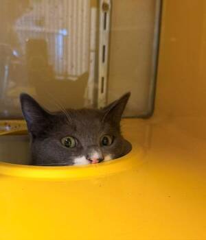 Domestic Short Hair Cats Available for Adoption in Ladysmith, Wisconsin - Mortimer "Morty | PetCurious