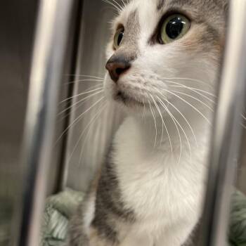 Cali -  Domestic Short Hair Cat for Adoption in Port Charlotte, Florida - Cali | PetCurious