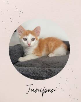 JUNIPER -  Domestic Medium Hair Cat for Adoption in Coquitlam, British Columbia - JUNIPER | PetCurious