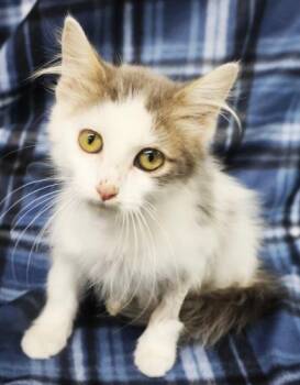 Marley -  Domestic Medium Hair Cat for Adoption in Thief River Falls, Minnesota - Marley | PetCurious