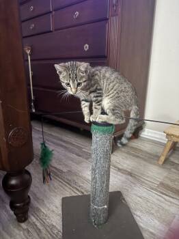 Rescue Domestic Short Hair and Tabby Cats for Adoption in St. Petersburg, Florida - Lyona | PetCurious