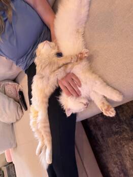 Jack & Tor -  Ragdoll Cat for Adoption in Brampton, Ontario - Jack & Tor | PetCurious