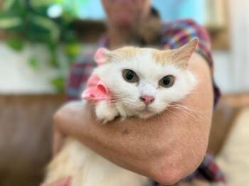 Tabby and Domestic Medium Hair Cats Available for Adoption in Friendswood, Texas - Bellissima | PetCurious