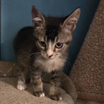 Panther -  Domestic Short Hair Cat for Adoption in NEW PT RICHEY, Florida - Panther | PetCurious