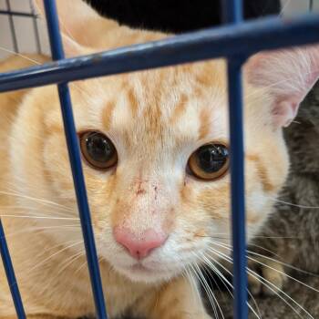 Domestic Short Hair Cats Available for Adoption in Philadelphia, Pennsylvania - Amarillo | PetCurious