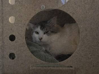 Domestic Long Hair Cats Available for Adoption in Martinez, California - LARSON | PetCurious