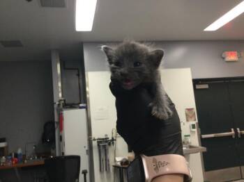 IKE -  Domestic Short Hair Cat for Adoption in Thousand Palms, California - IKE | PetCurious