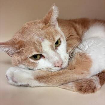 Valor -  Domestic Short Hair Cat for Adoption in Dayton, Ohio - Valor | PetCurious