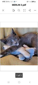 Merlin -  Domestic Short Hair Cat for Adoption in Syracuse, New York - Merlin | PetCurious