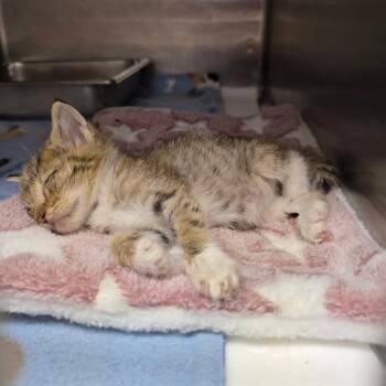 Puddles/Beano Baby -  Domestic Short Hair Cat for Adoption in Fort Smith, Arkansas - Puddles/Beano Baby | PetCurious