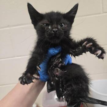 Bruce Lee -  Domestic Short Hair Cat for Adoption in Reno, Nevada - Bruce Lee | PetCurious