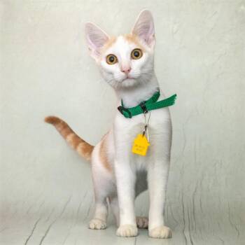 CHILI -  Domestic Short Hair Cat for Adoption in St. Louis, Missouri - CHILI | PetCurious