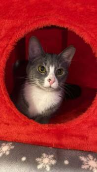 Domestic Short Hair Cats Available for Adoption - Barry | PetCurious