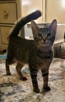 Rescue Domestic Short Hair Cats for Adoption in Jacksonville, Florida - Lincoln =^.^= | PetCurious
