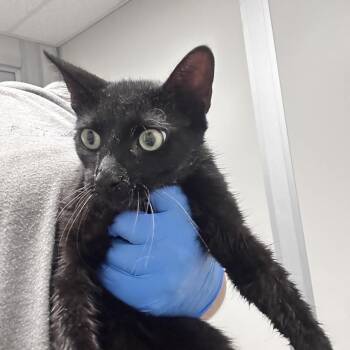 Beaker -  Domestic Short Hair Cat for Adoption in Concord, North Carolina - Beaker | PetCurious