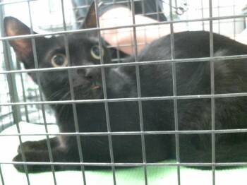 A2091507 -  Domestic Short Hair Cat for Adoption in Houston, Texas - A2091507 | PetCurious