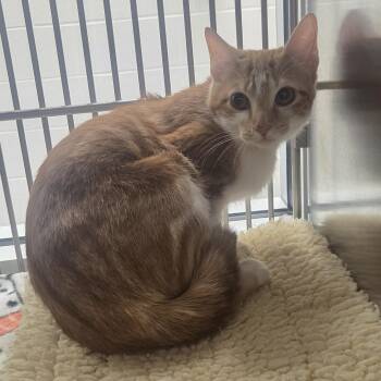 Domestic Short Hair Cats Available for Adoption - Firefly | PetCurious