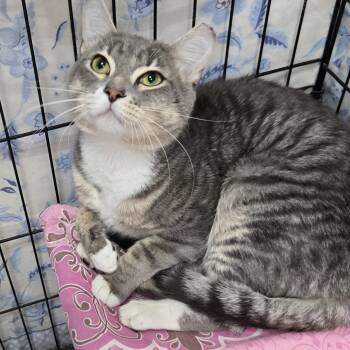 Bambino -  Domestic Short Hair Cat for Adoption in Mokena, Illinois - Bambino | PetCurious