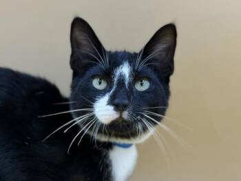 Astoria -  Domestic Short Hair Cat for Adoption in Portland, Oregon - Astoria | PetCurious