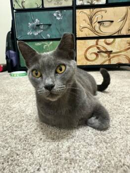 Meredith Grey -  Domestic Short Hair Cat Available for Adoption - Meredith Grey | PetCurious