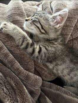 Domestic Short Hair and Tabby Cats Available for Adoption - Bean | PetCurious