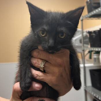 FWT Claire -  Domestic Short Hair Cat for Adoption in Midland, Texas - FWT Claire | PetCurious