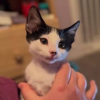 Gonzo -  Domestic Short Hair and Tuxedo Cat for Adoption in Tehachapi, California - Gonzo | PetCurious