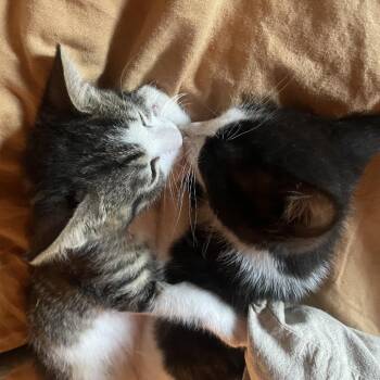Sloane -  Domestic Short Hair Cat for Adoption in Hailey, Idaho - Sloane | PetCurious
