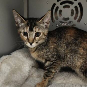 Domestic Short Hair Cats Available for Adoption in Columbus, North Carolina - Oaklee | PetCurious