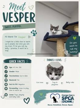 Vesper -  Domestic Short Hair Cat for Adoption in Fulton, New York - Vesper | PetCurious