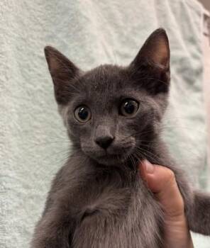 Derek Hough -  Domestic Short Hair Cat for Adoption in Honolulu, Hawaii - Derek Hough | PetCurious