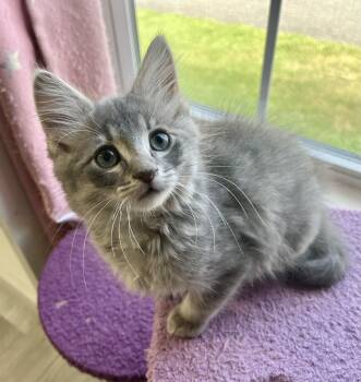 Turtle -  Domestic Medium Hair Cat for Adoption in Rocky Hill, Connecticut - Turtle | PetCurious
