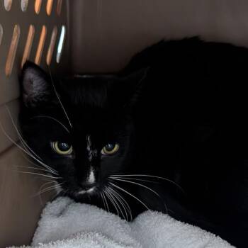 Domestic Short Hair Cats Available for Adoption in Fairport, New York - Chase Michael | PetCurious