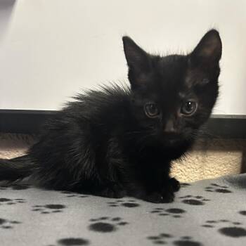 Mr. Shiny* -  Domestic Short Hair Cat for Adoption in San Gabriel, California - Mr. Shiny* | PetCurious