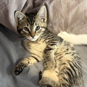George -  Domestic Short Hair Cat for Adoption in Wappingers Falls, New York - George | PetCurious